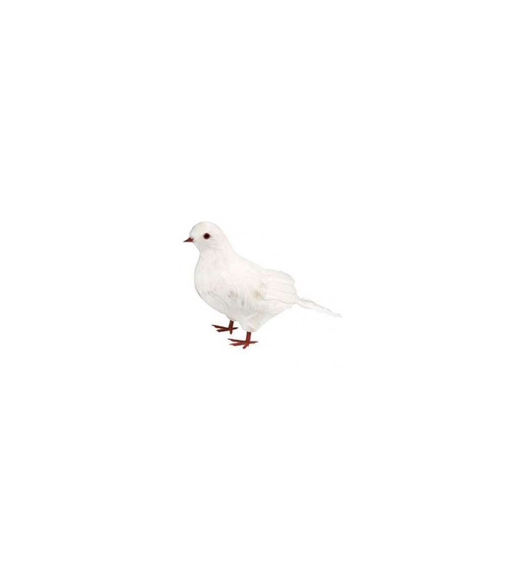 Sněhobílá holubice